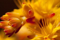 MACRO