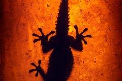 Geco in un Lampione
